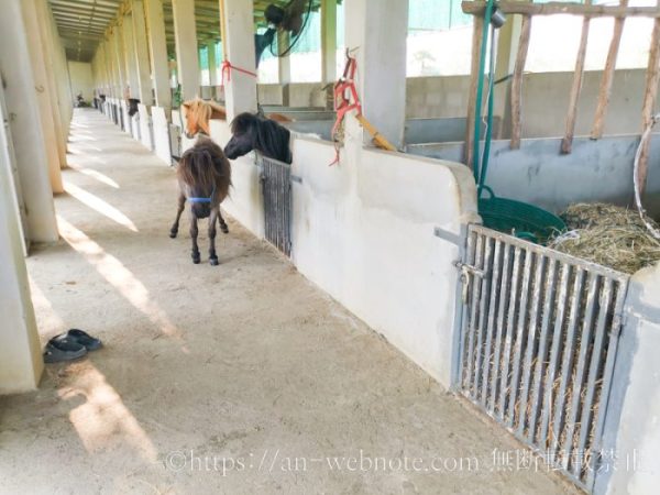 タイ　チェンマイ旅行　Dutch Farm　ダッチファーム　馬　ポニー　動物